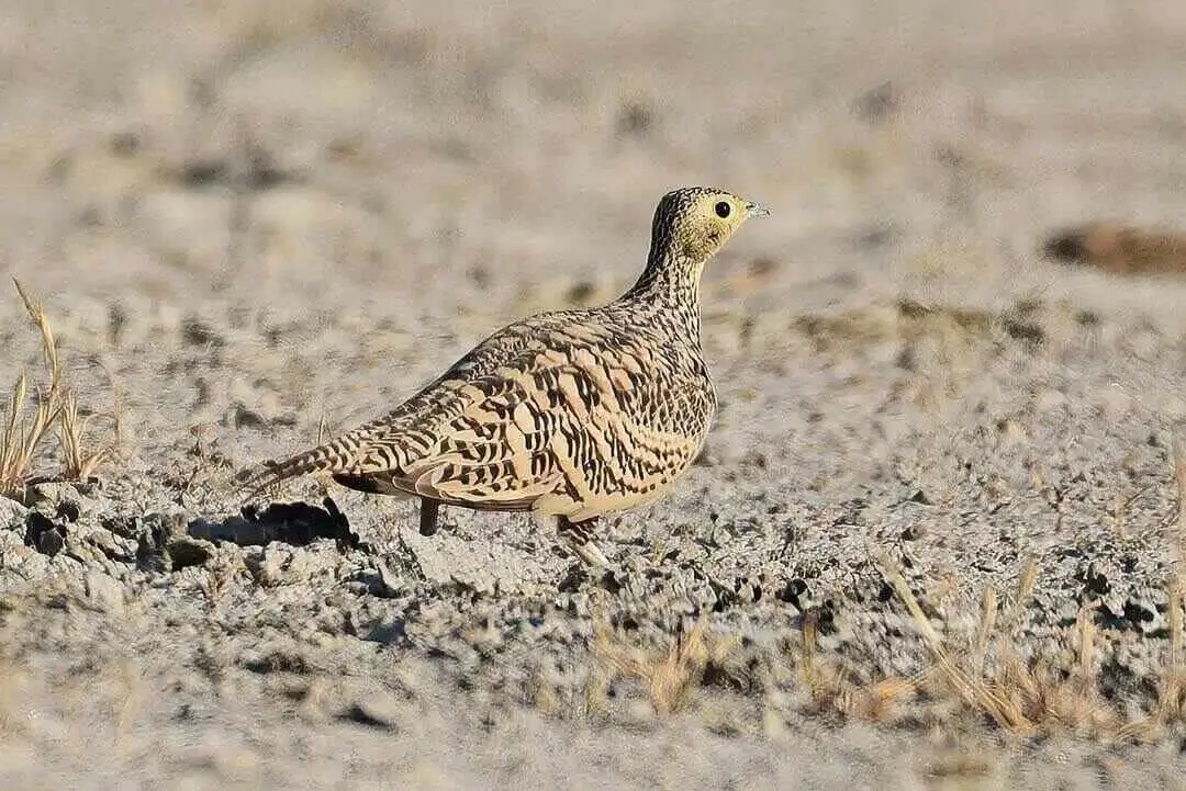 Burchell's Sandgrouse